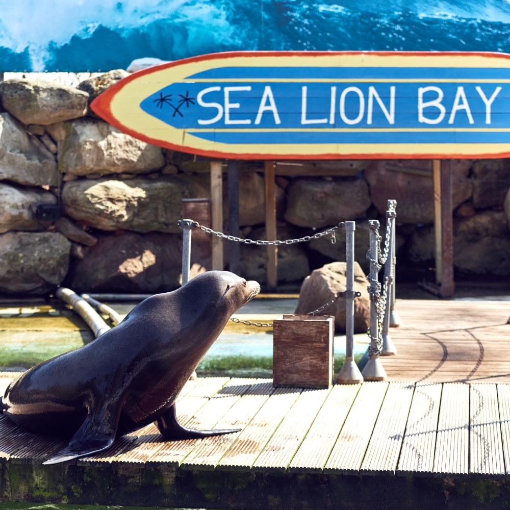 Sea Lion Bay