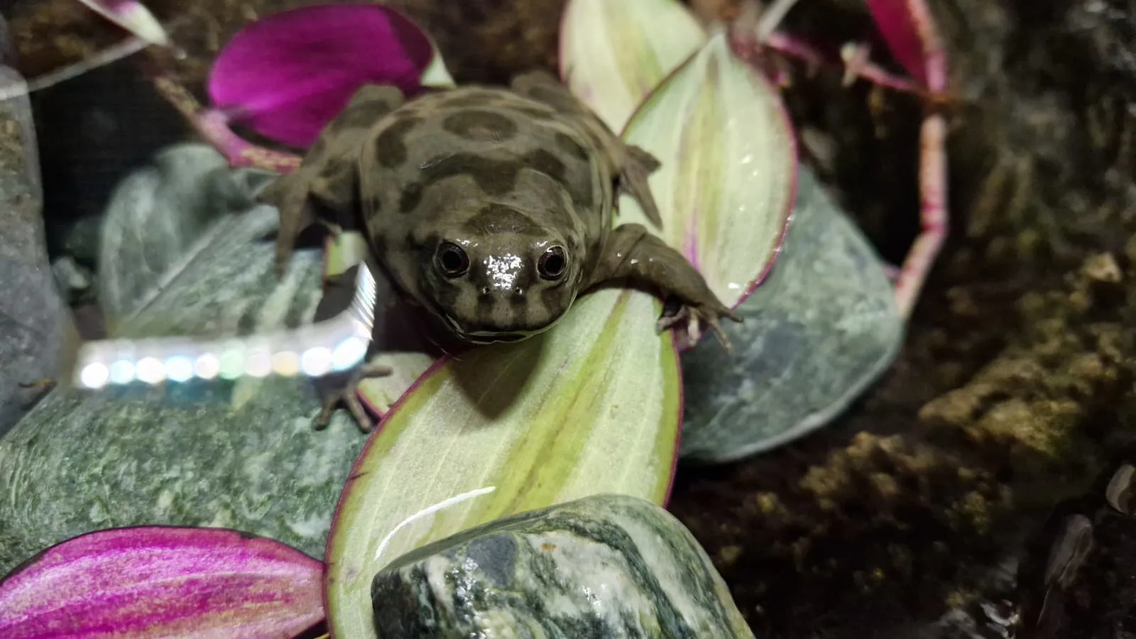 Titicaca Frog
