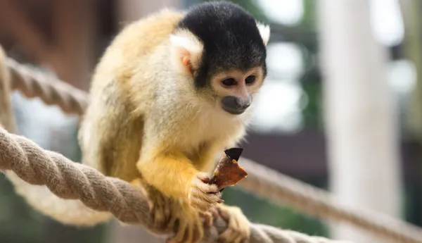Bolivian Squirrel Monkey