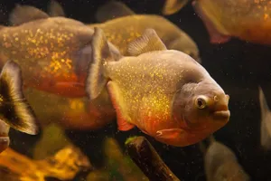 Red Bellied Piranha