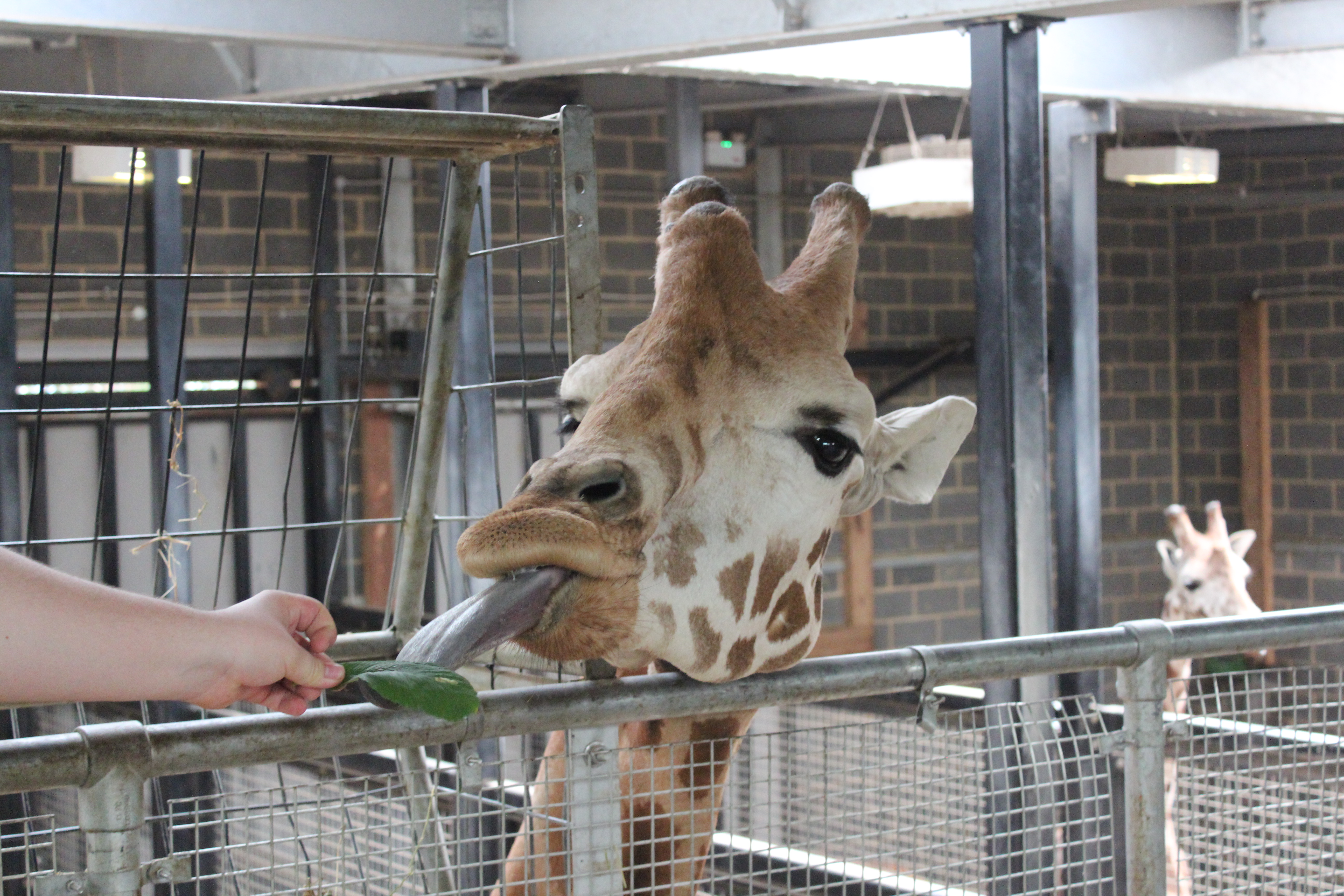 Chessington World Of Adventures Resort Uk Theme Park Zoo - giraffe feed your pets roblox wiki fandom