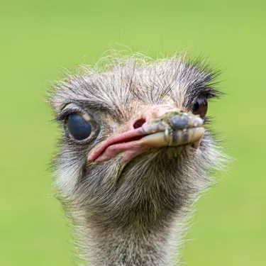 Ostrich At Chessington World Of Adventures