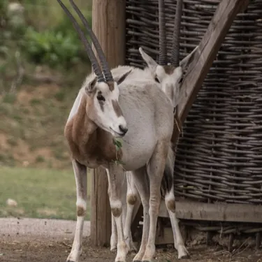 Scimitar Horned Oryx