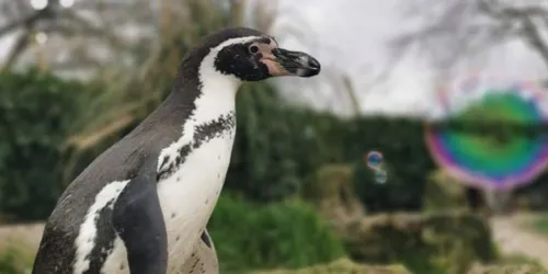 Penguin Facebook Live