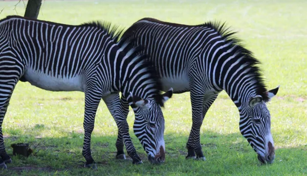 Sunny Zebra (2)