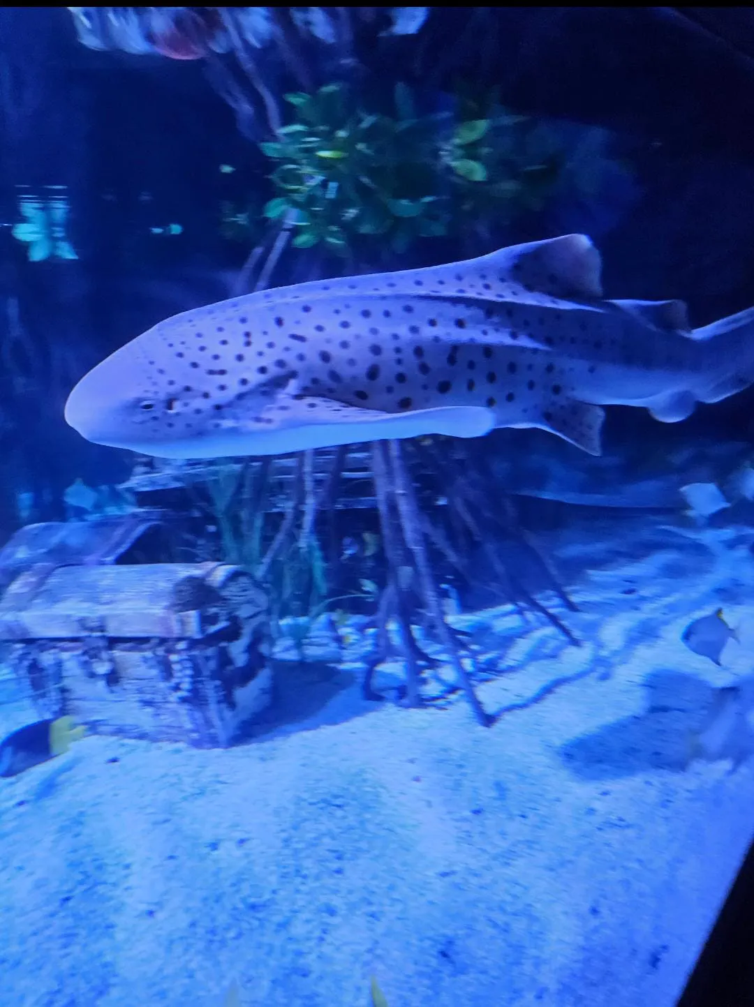 Zebra Shark