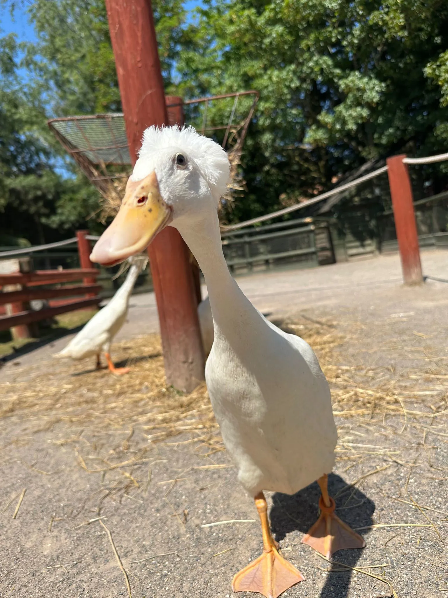 Indian Runner Duck