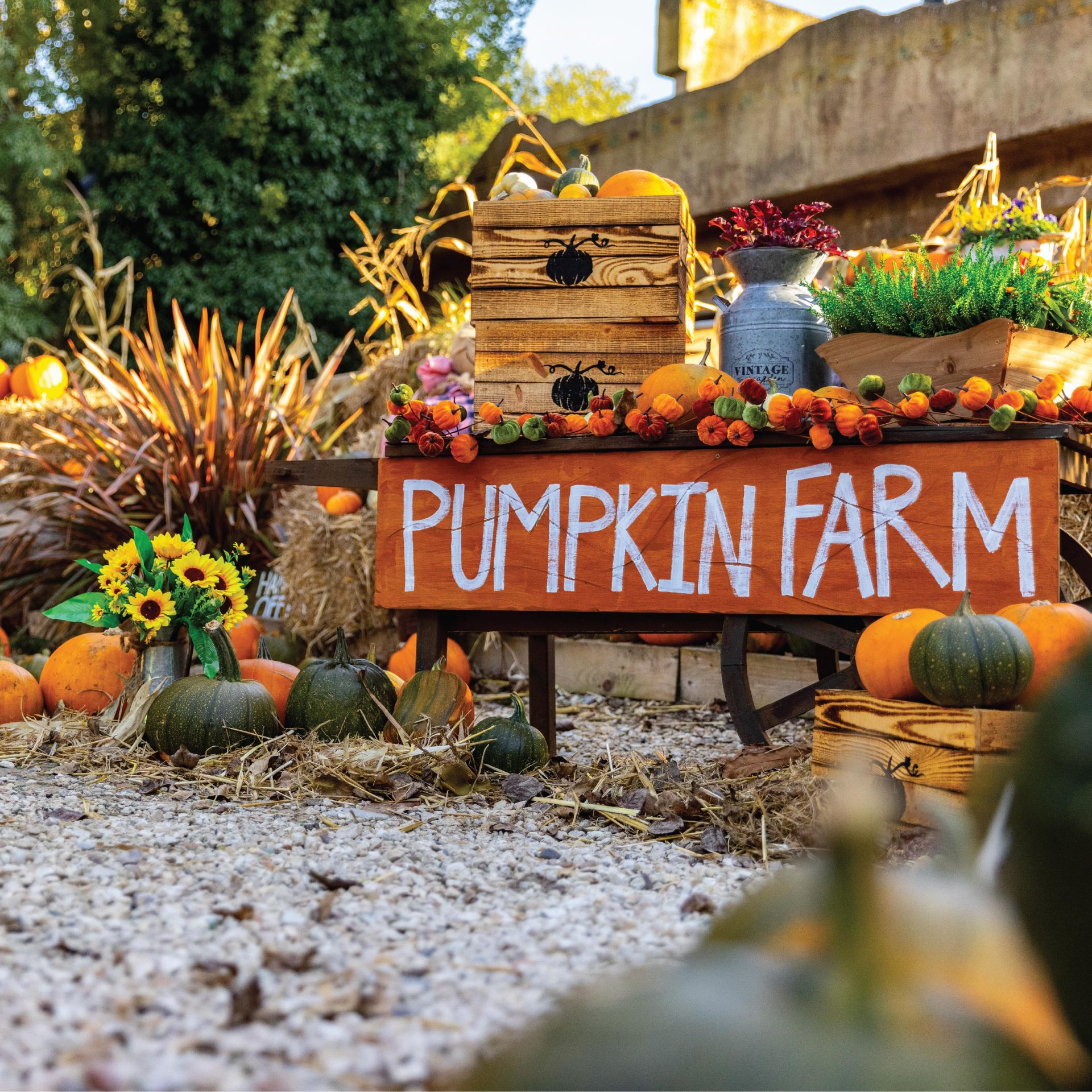 Pumpkin Farm