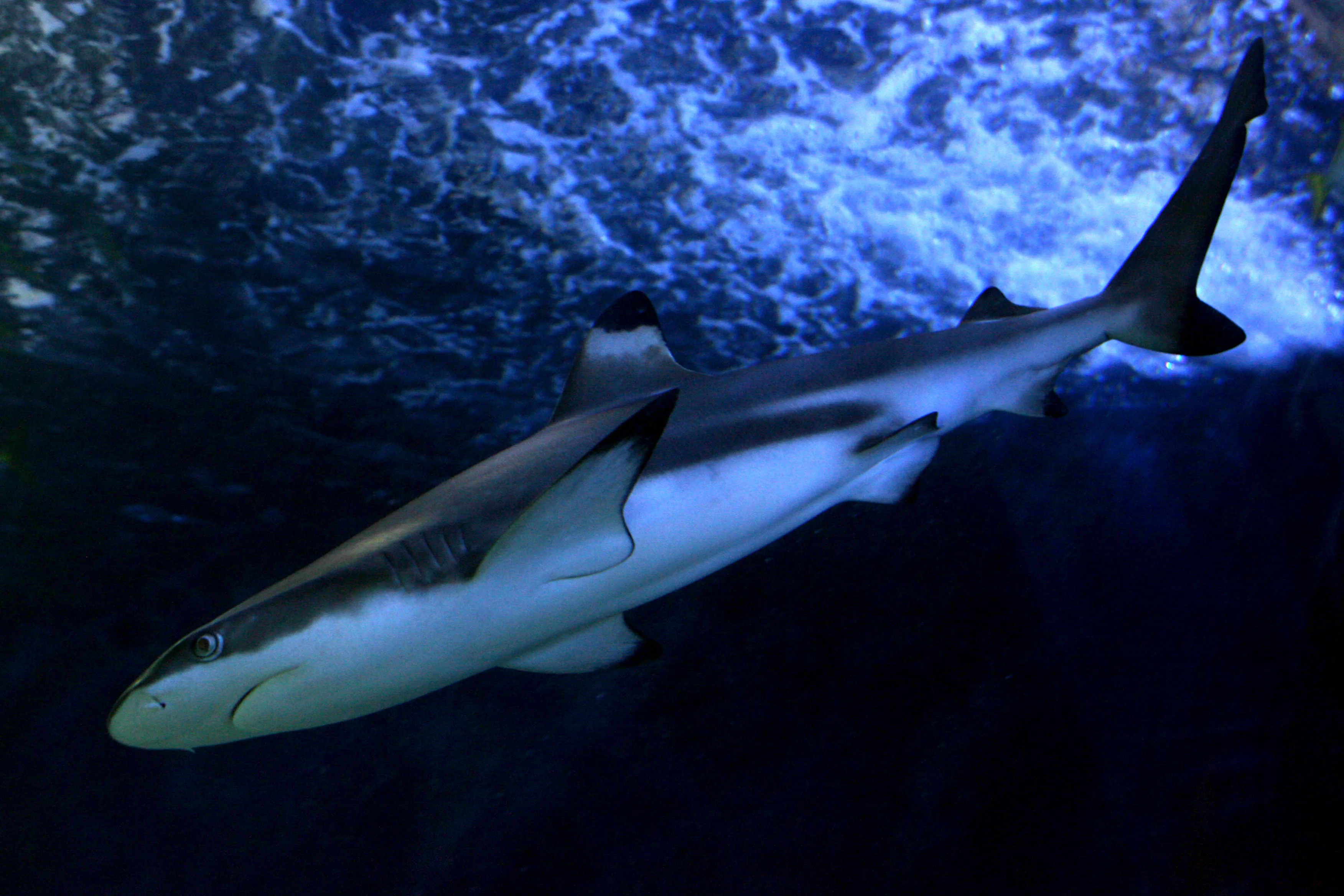 Black Tipped Reef Shark