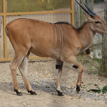 Common Eland