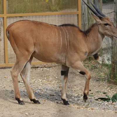 Common Eland