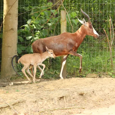 Blesbok